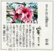 210302読売新聞『泥天使』『龍宮』